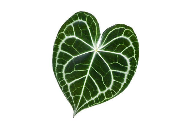 Isolated Anthurium Crystallinum Leaves on Transparent Background Keywords: anthurium, crystallinum, leaf, foliage, tropical, exotic, plant, houseplant, isolated, transparency, png, nature, green, velvet, veins, botanical, decoration, garden, indoor plant, crystal anthurium