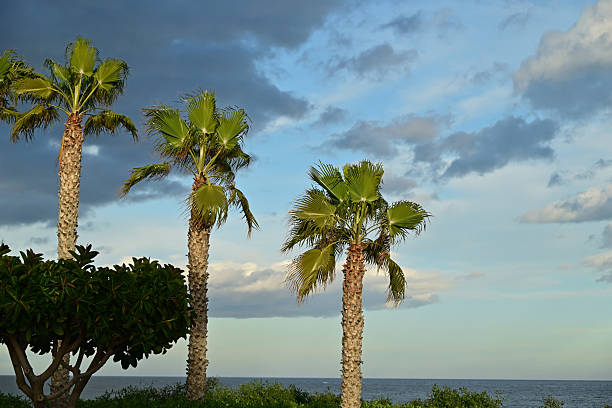 Mojacar: Sunset and Fan-palm trees. In front a Ficus bush. In background the Mediterranean Sea.