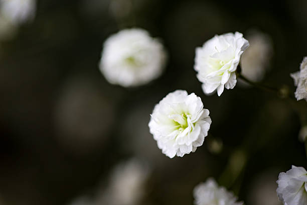 Gypsophila elegans, common name annual baby breath, isolated on dark background. Macro. High quality photo