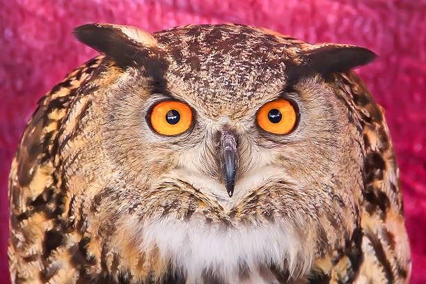 Athene Owl Illustration