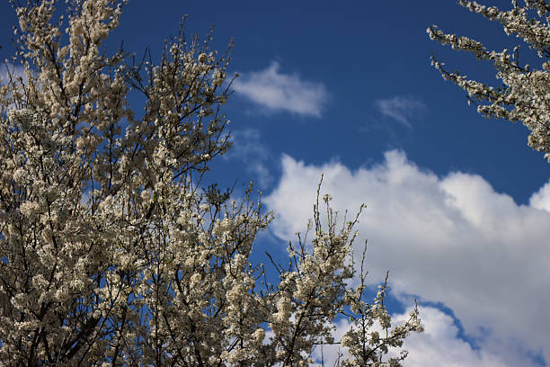 Common Hawthorn tree in bloom in springtime. White flowers on branch on blue sky background