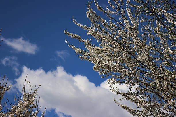 Sunbeams break through the sparse clouds, illuminating the blue sky and creating a dramatic effect full of hope and inspiration. The photo of the sky was taken on March 15, 2024 in Belgrade, Serbia.