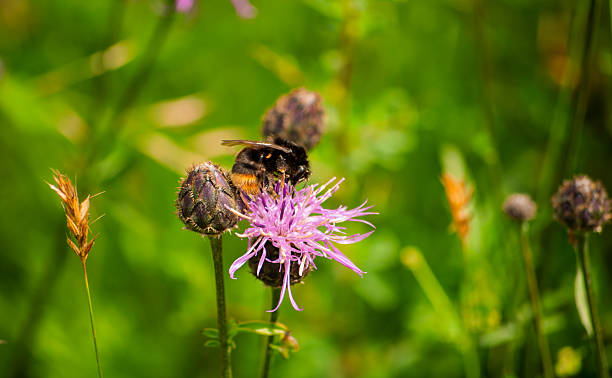 the awakening of bees in spring