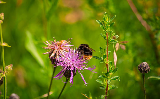 : the work of bees to make honey in spring flowers