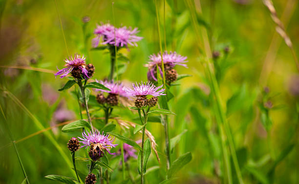 the flowers are awakening Spring is about to arrive