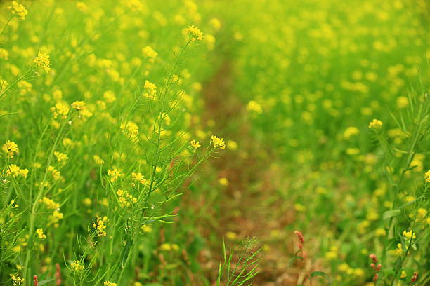 Aerial photography Of Rapeseed Flowers In Spring,China,Asia.