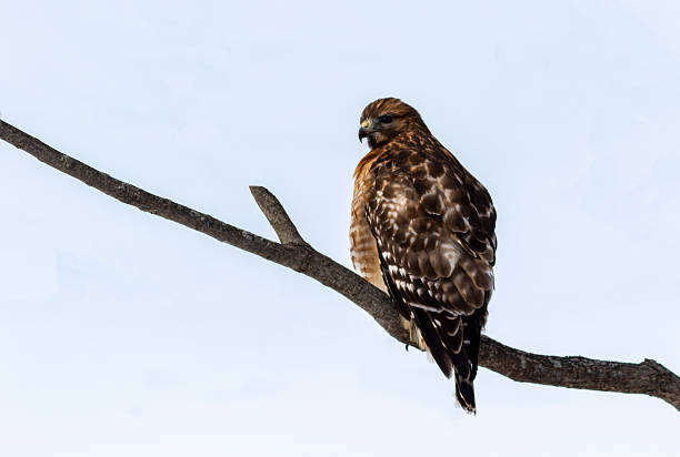 Red-tailed Hawk, Buteo jamaicensis, perched on branch looking for prey in winter