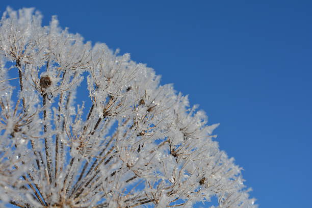 a corner with twigs covered with snow crystals against a blue sky background. Space for text.