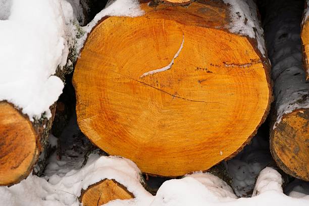A close-up of a cut tree trunk section surrounded by snow, likely in a winter setting. The trunk's surface reveals growth rings, indicating its age. The smooth, orange-brown wood contrasts with the white snow, which partially covers the edges. This imagery suggests winter logging or wood storage.