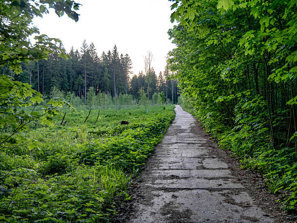 a concrete road in a green forest
