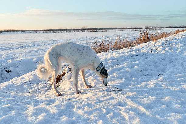 The image features a Russian Greyhound (Borzaya) with a white coat and a dark facial mask. The dog is standing on a snow-covered landscape, with its head lowered towards the ground, seemingly sniffing the snow or searching for something. The dog is wearing a patterned collar. The surrounding scenery is a winter landscape: a snowy field, sparse shrubs along the edge of the path, and a clear sky with a few light clouds.
