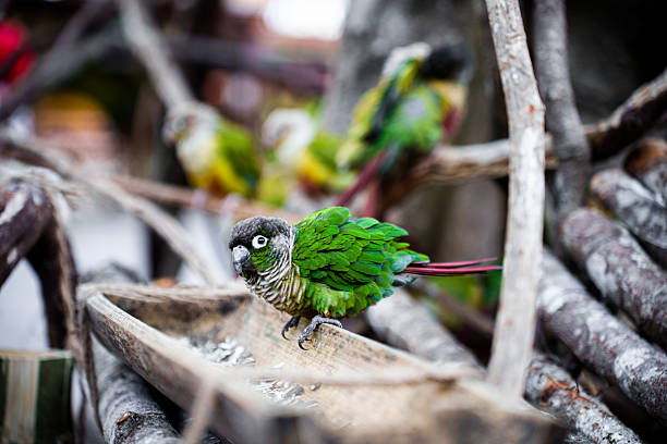 The beautiful parrot perched on the branch is enjoying its food.