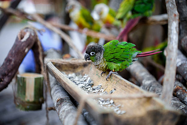 The beautiful parrot perched on the branch is enjoying its food.