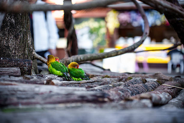 The beautiful parrot perched on the branch is enjoying its food.