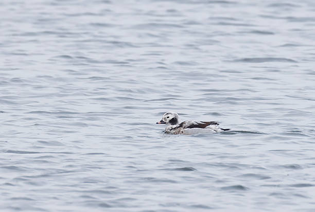 L. 39-47 cm (excl. tail-feathers) of male. WS 65-82 cm.Breeds commonly in the Arctic on tundra pools and marshes, also along sea coasts and on still-standing mountain waters. Gregarious.Winters at sea, often in large dens flocks, mainly off coasts; the restless and active. Dives for molluscs and other animal food.Complex moult produces at least three different looking plumage annually.This Picture is made in a harbour along the Ijsselmeer Coast in Winter 2026.