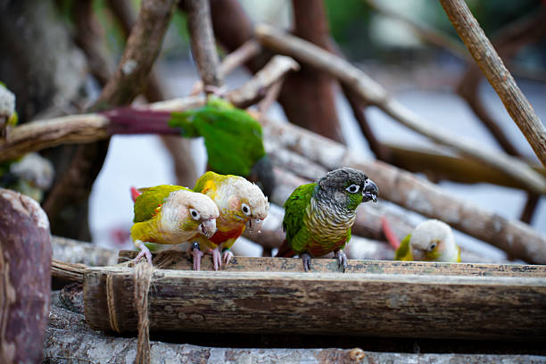 The beautiful parrot perched on the branch is enjoying its food.