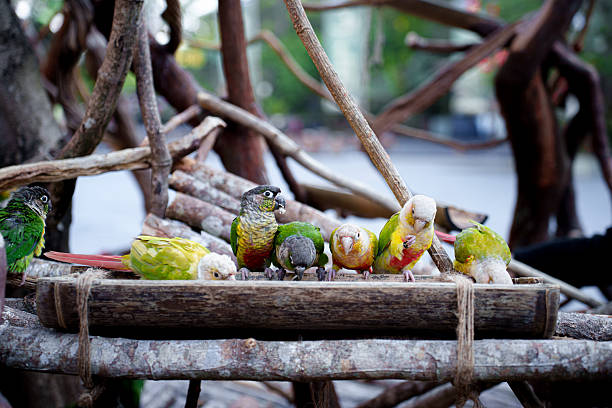 The beautiful parrot perched on the branch is enjoying its food.