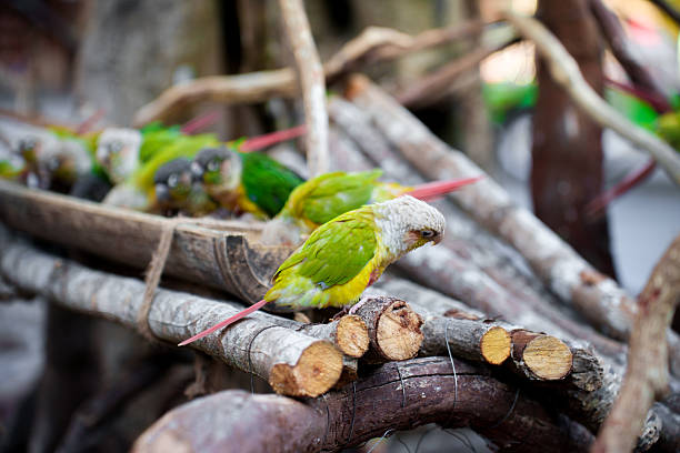 The beautiful parrot perched on the branch is enjoying its food.