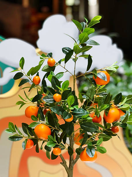 Orange tree with leaves and tangerines on the terrace.