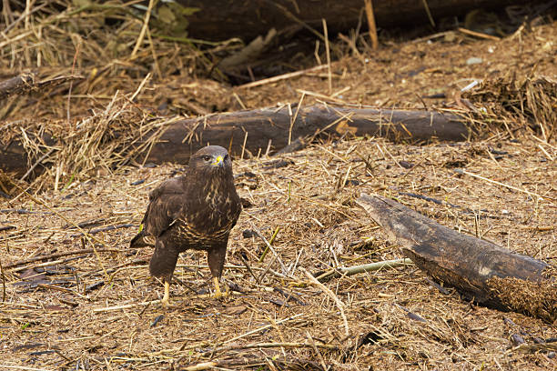 Eurasian Buzzard eating its prey in the woods