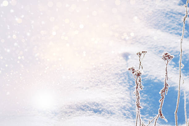 Blurred frozen grass. Winter abstract background. Landscape. outdoor