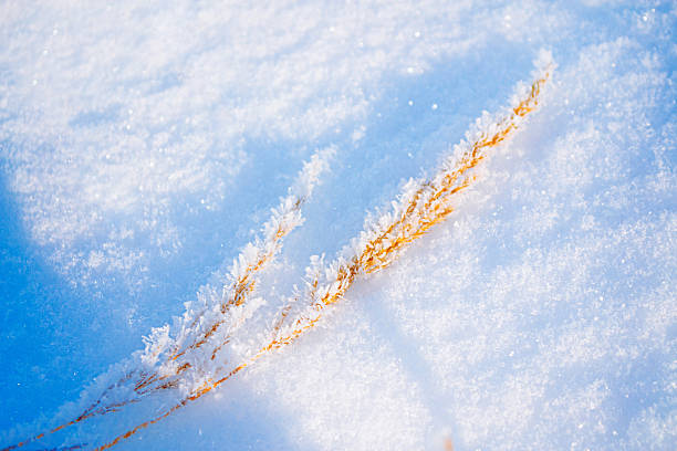 Blurred frozen grass. Winter abstract background. Landscape. outdoor