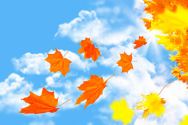 istock autumn landscape with bright colorful foliage. Indian summer. 2260523063