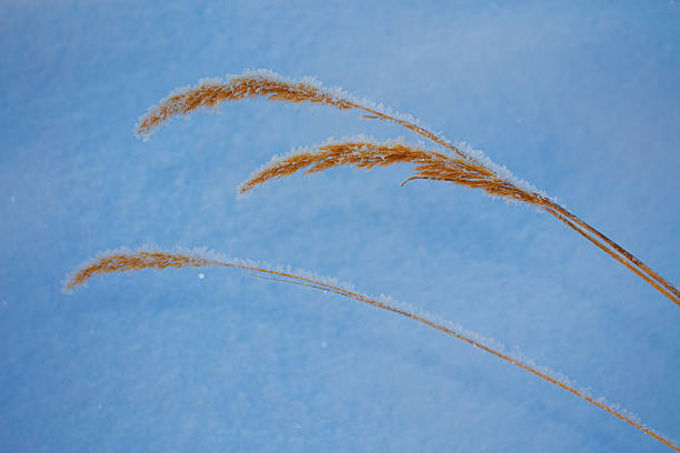 Blurred frozen grass. Winter abstract background. Landscape. outdoor