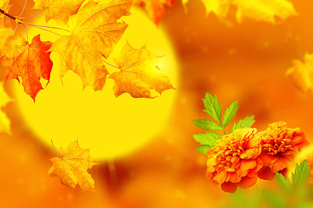 autumn landscape with bright colorful leaves. Indian summer. foliage. flowers marigold