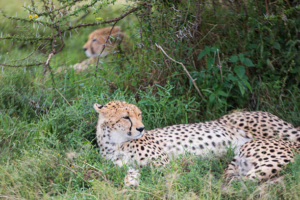 A close up of a cheetah resting in the shade under a tree at Maasai Mara National Reserve, Kenya, Africa.