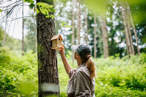 Woman ornithologist attaching birdhouse to tree in forest environment