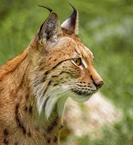 istock The Eurasian lynx (Lynx lynx) in the forest. 2260528017
