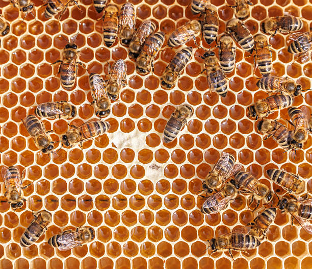 Honey Bees working on honeycomb close-up shot. Bees are best known to humans for their ecological roles as pollinators