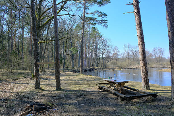 Riverside picnic table and benches in pine and mixed forest clearing
