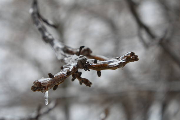 A branch with a drop of water. Outdoor object. Tree. Wasp's nest. Outdoor. Wire