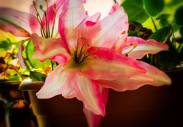 delicate photo of white calla flowers, spathiphyllum. artistic photo