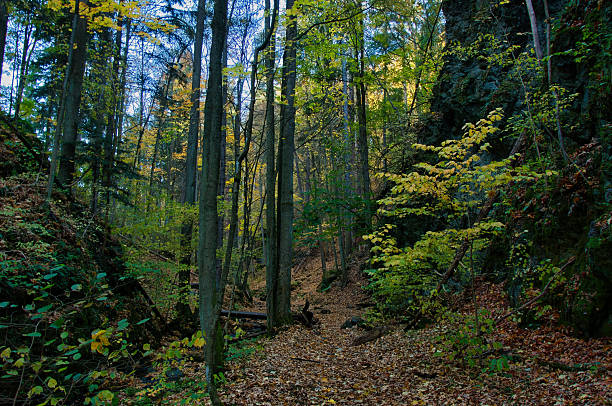 A quiet sunlit forest trail winding through autumn woods, with colorful foliage, fallen leaves and moss-covered rocks conveying peaceful solitude and natural beauty in a woodland landscape – the Myśliborski Gorge Nature Reserve.