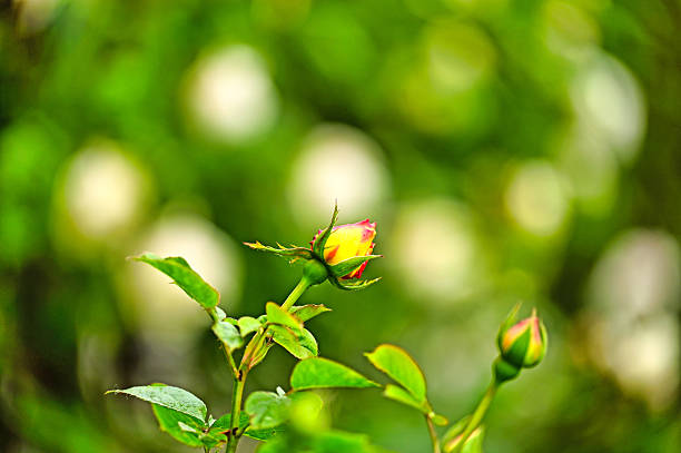 Orange rose in close up