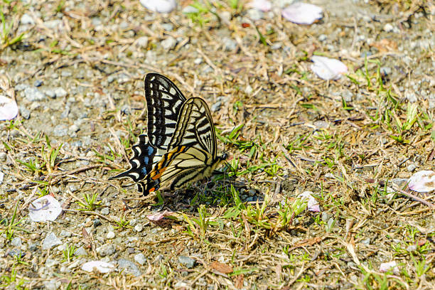 An Asian swallowtail butterfly perched on the dry grass covered with fallen cherry blossom petals in spring.