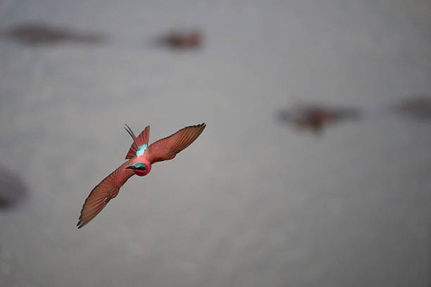 Southern Carmine Bee-eater (Merops nubicoides) in flight hunting insects over the Luangwa River in South Luangwa National Park, Zambia