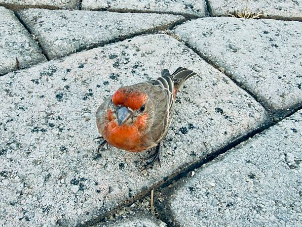 A small bird is seen after hitting a window and remaining momentarily unresponsive at a residential property in Corona, California. A person gently picks up the stunned bird and carefully places it into nearby bushes along a fence, allowing it to rest and recover in a safer natural environment. The scene documents a quiet, compassionate interaction between humans and local wildlife, highlighting everyday moments of care and coexistence with nature.