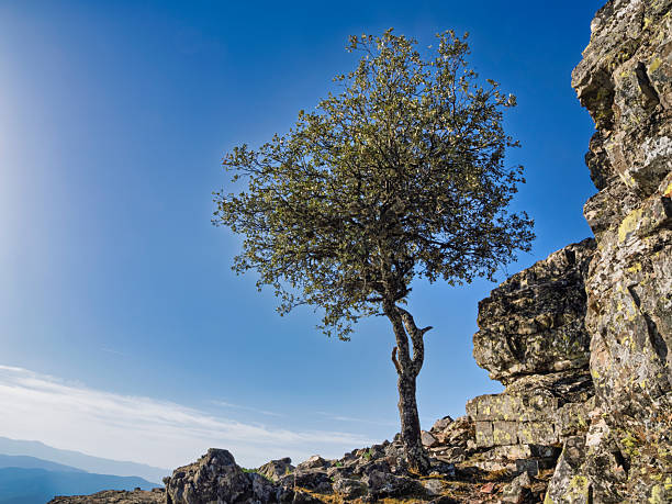 Tree growing among rocks in a mountainous landscape. Sierra de Francia