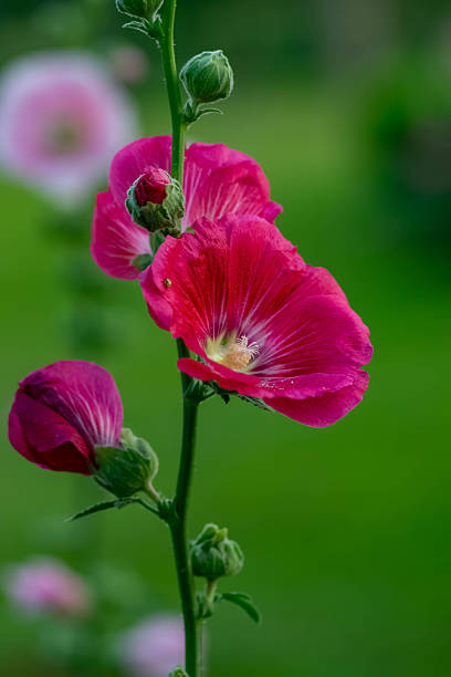 Red and pink hollyhock flowers blooming along a vertical green stem with buds. The vibrant colors contrast with the soft green background, representing growth, nature, and garden beauty.