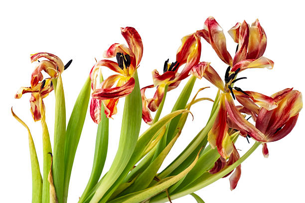 Wilted colorful tulips isolated on white background, concept of fading beauty