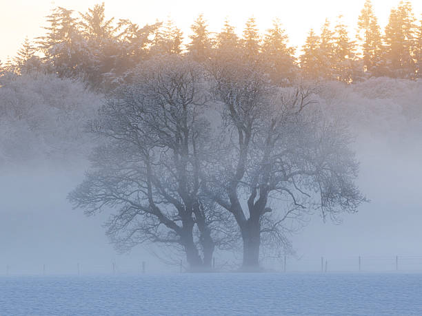 A tree seen through winter mist and snow