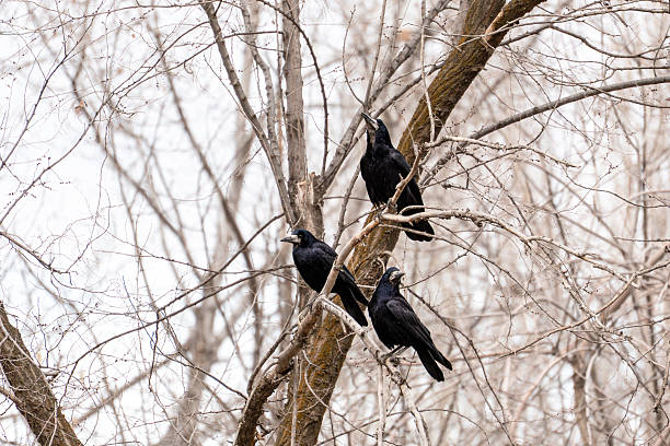Low angle horizontal shot of three black birds, rooks (Corvus frugilegus), perched on the bare branches of a deciduous tree against an overcast, bright sky in winter or early spring.