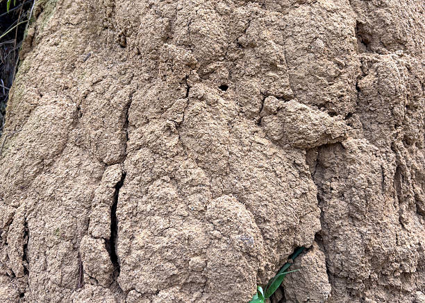 Close up of brown termite mound with rough soil texture