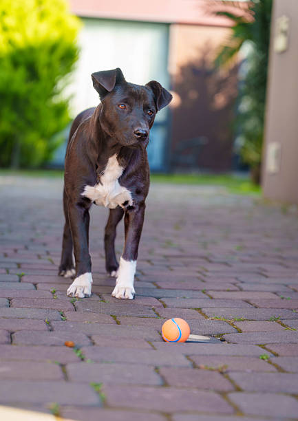 Happy Dog in Motion during Urban Walk. High quality photo