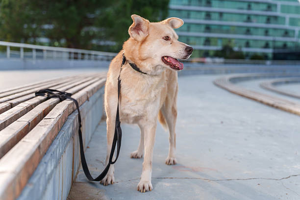 Dog with Collar Sitting on Paved Surface in City Setting. High quality photo