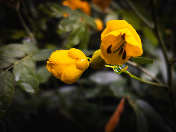 Moody close-up of a yellow Senna (Cassia) blossom and unopened buds with shallow depth of field and soft blurred natural background. NO PEOPLE.